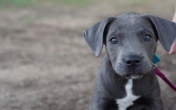 A young grey pitbull stares into the camera