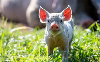 A young pig stands in an open field
