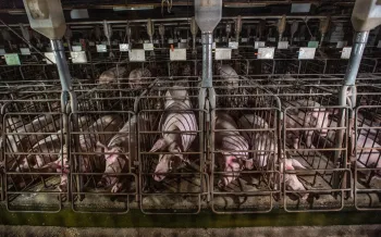 A row of pigs confined to small gestation crates