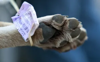 A wolf killed by a hunter is checked in to a Michigan DNR station in the state's first wolf hunt. 