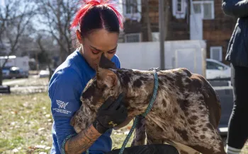 Animal rescue responder greets a dog