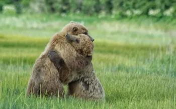 Two bears hugging during a bout of play fighting