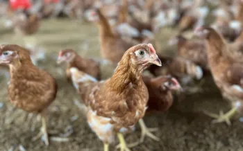 An egg-laying hen on a cage-free farm