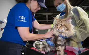 A cat is examined for injuries after being rescued