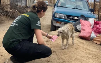 Rescue responder greets dog 