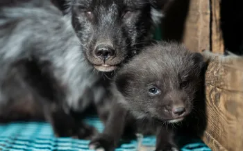 Photos taken on two fur farms in Finland as part of an investigation into the cruelty of fur farming