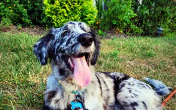 A dog lounges outside in the grass with their tongue hanging out