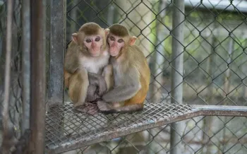 A pair of 1-year old macaque siblings sit in an enclosure at a wildlife detention center