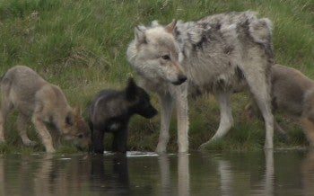 A group of wild wolves gather by a body of water