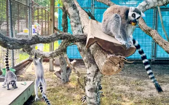 Lamurs in an enclosure at Black Beauty Ranch Sanctuary