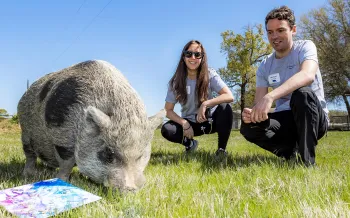 Humane Society of the United States donors Laura & Michael Boswerger look on as a rescued pig grazes and paints during enrichment exercises at Black Beauty Ranch
