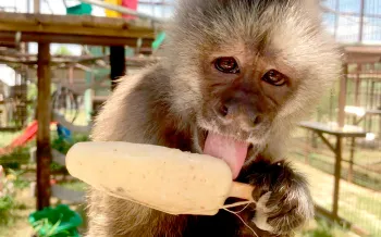 Phoebe the monkey enjoying a popsicle.