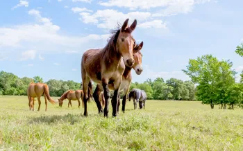 Group of equines at Black Beauty Ranch