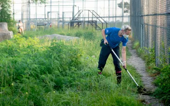 Wildlife caregiver Autumn Harmon cleans Loki the tiger's enclosure at Black Beauty Ranch..