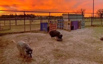 Black Beauty Ranch at sunrise.