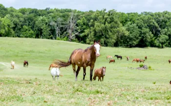 Horses grazing in Black Beauty Ranch's Grand Pasture