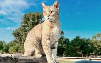 Felicia the farm cat sits on a fence post at Black Beauty Ranch.