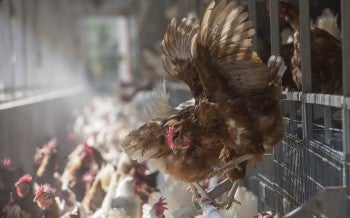 hen flying