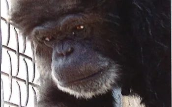 A chimpanzee in a cage