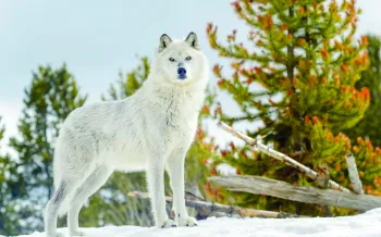 Gray Wolf standing in snow, looking at camera