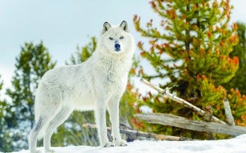 Gray Wolf standing in snow, looking at camera