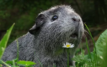 A guinea pig rests in a patch of grass