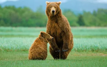 A mother bear stands with her cub