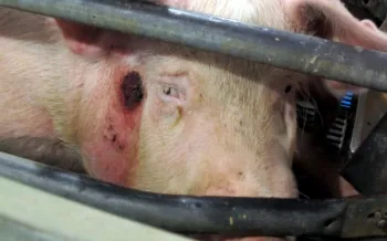 An injured pig crammed into a gestation crate