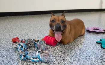 Rescued pit bull type dog with toys