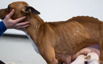 Emaciated mother dog