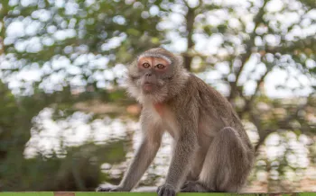 A monkey sits outside