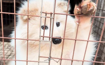 A raccoon dog paws at their cage