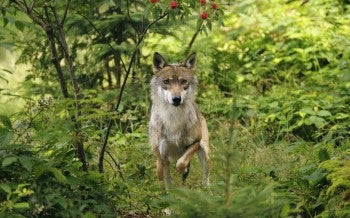 A wolf in the wild