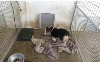 A dog living in a dirty enclosure at a puppy mill