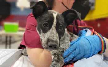 A dog is examined during a medical exam