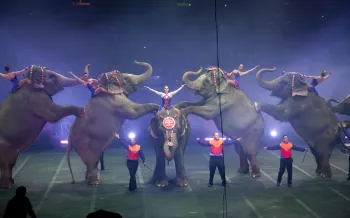 Elephants forced to perform at a circus