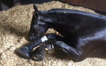 Horse suffering from soring