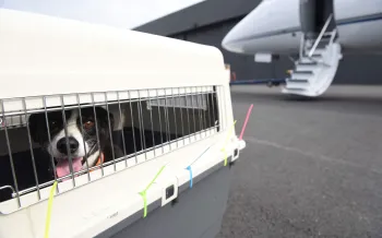 Dog in crate near airplane
