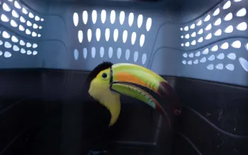 A toucan in an animal carrier