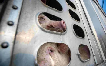 Two pigs confined in a small side