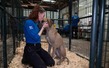 A person hugs a dog at a temporary shelter