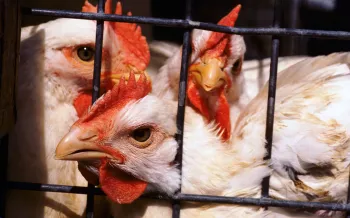 Chickens in a cage