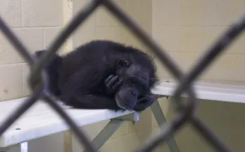 A chimpanzee in a cage