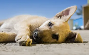 A dog laying down on the street