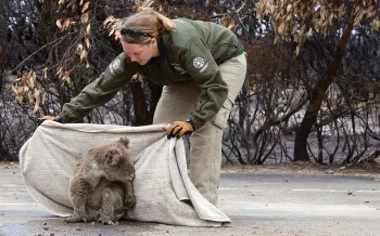 Kelly reaches down to safely pick up a koala.