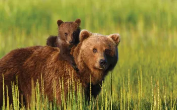 A bear cub rides atop an adult bear in the wild