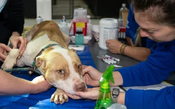 HSUS staff attend to a dog rescued from an alleged dogfighting operation