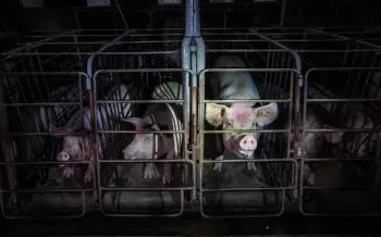 Pigs confined in cramped spaces