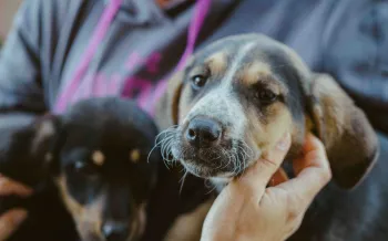 A person holds a dog