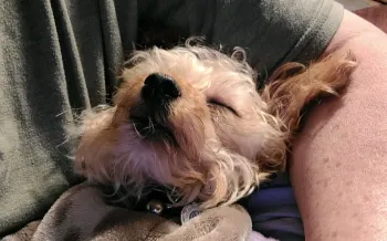 A sick puppy held in the arms of their owner